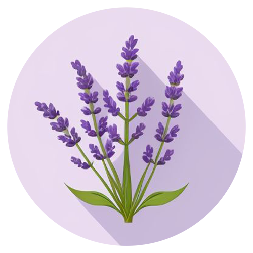 Linalool riecht ähnlich <br>zu Lavendel